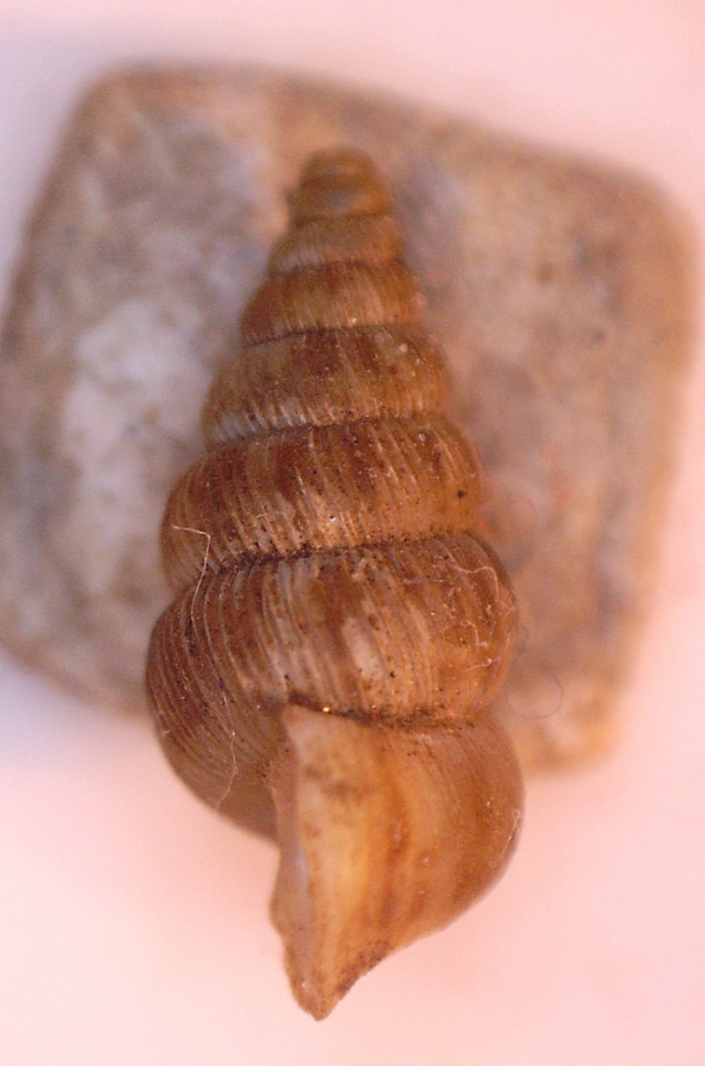 Cochlostoma septemspirale?